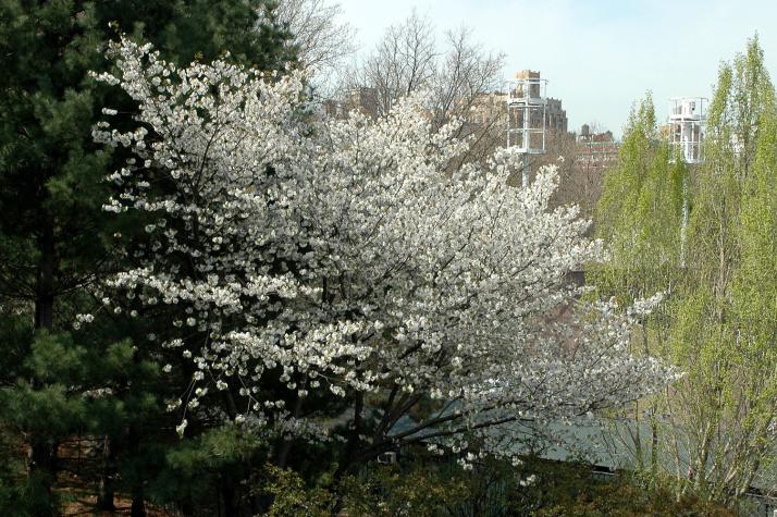 blossoms with cityscape - Central Park - NYC, NY