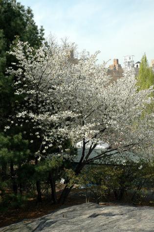 blossoms with cityscape - Central Park - NYC, NY