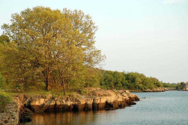 tree on bay - providence, ri