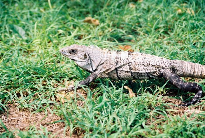 iguana - Tulum, Mexico