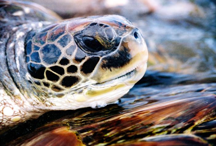 turtle - Grand Cayman