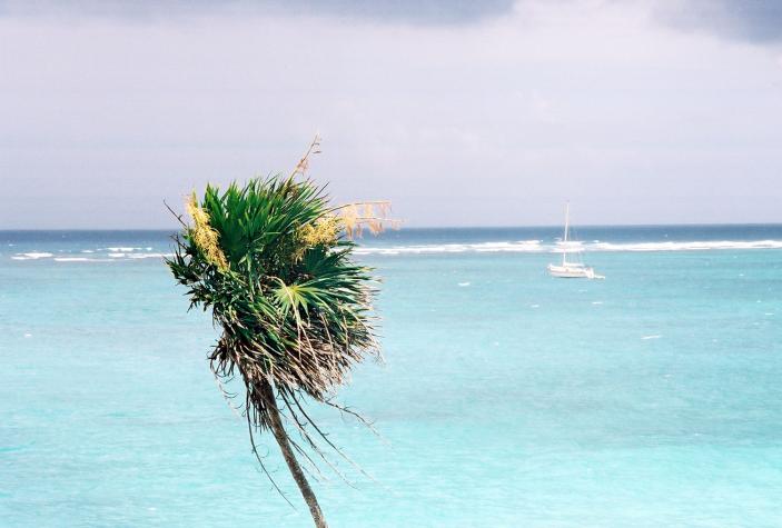 tree on the beach - Tulum, Mexico