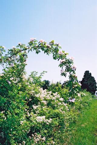 arc of flowers - Montgomery County, PA