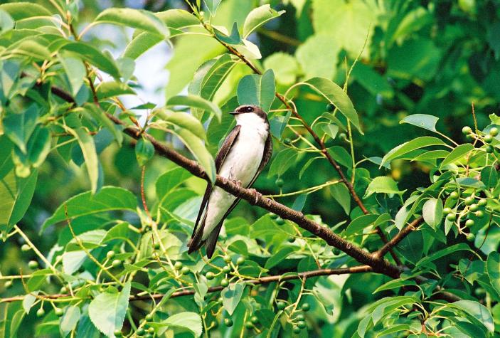 tree swallow - Montgomery County, PA