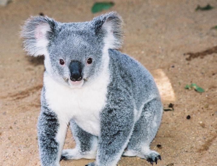 koala on the ground - Lone Pine Koala Reserve, Brisbane Australia