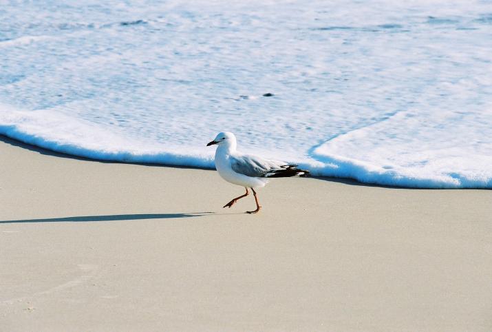 Bribie Island, Australia