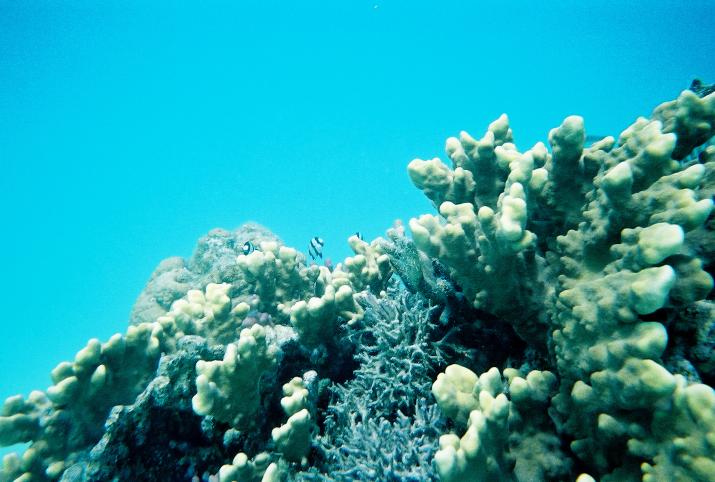 September '03 in Australia - Great Barrier Reef, Australia