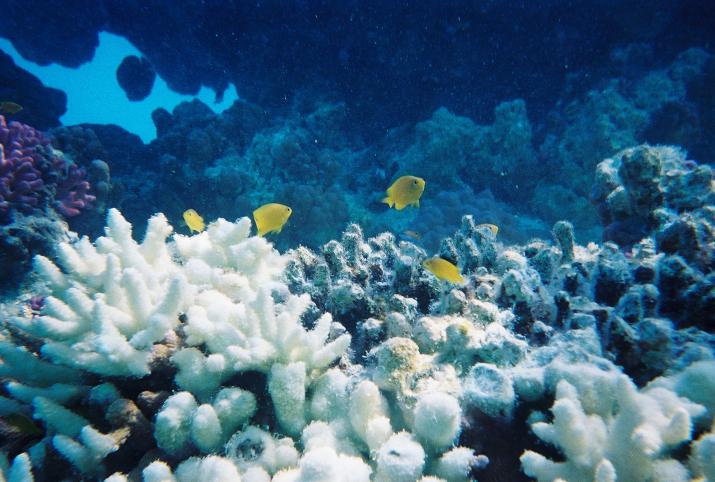 September '03 in Australia - Great Barrier Reef, Australia