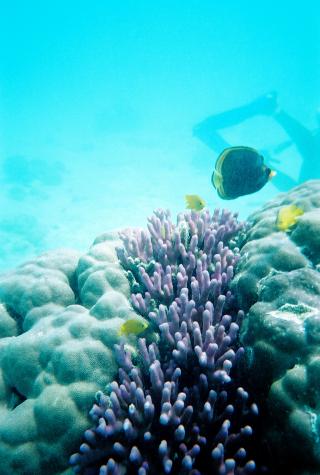 Great Barrier Reef, Australia