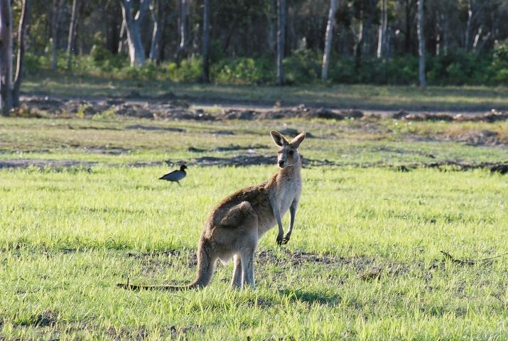 Bribie Island, Australia