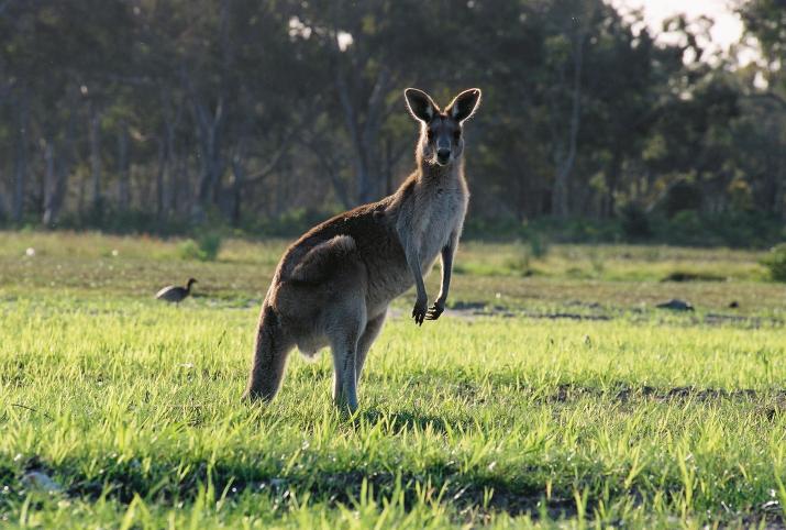 Bribie Island, Australia