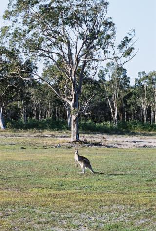 Bribie Island, Australia