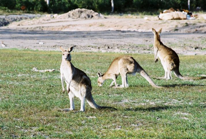 Bribie Island, Australia