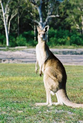 Bribie Island, Australia