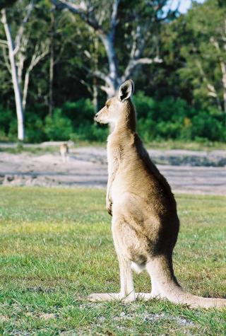 Bribie Island, Australia