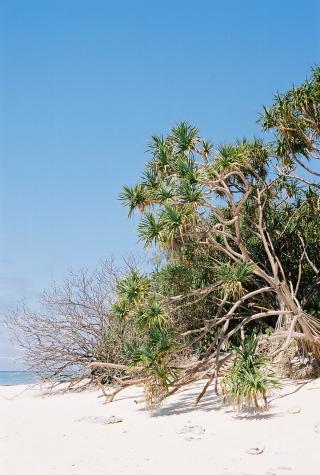 September '03 in Australia - Lady Musgrave Island, Great Barrier Reef, Australia