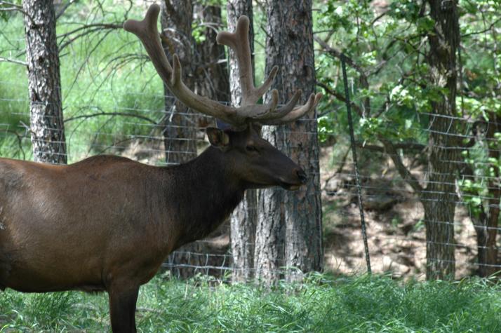 Reindeer - Bear Country Wildlife Park, Black Hills, SD