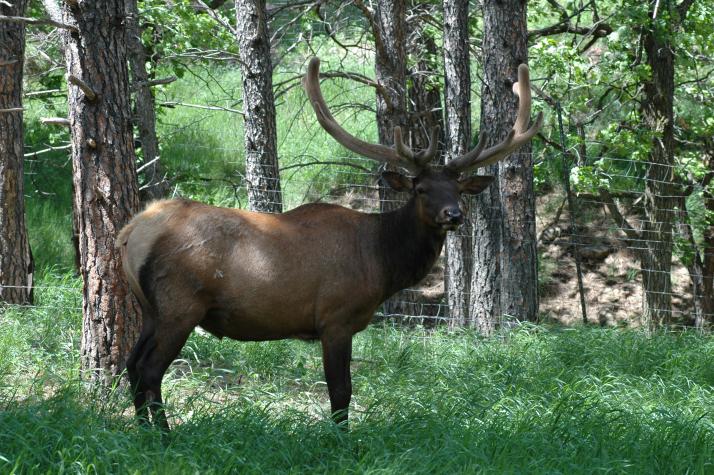 Reindeer - Bear Country Wildlife Park, Black Hills, SD