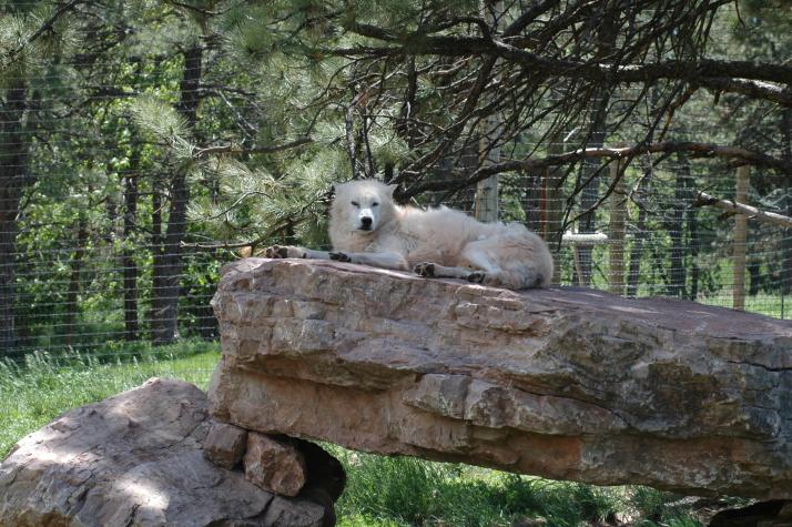 arctic wolf - Bear Country Wildlife Park, Black Hills, SD