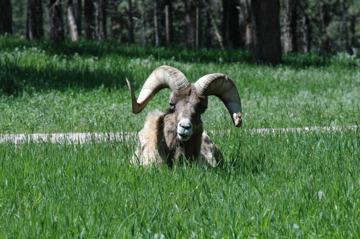 bighorn sheep - Bear Country Wildlife Park, Black Hills, SD