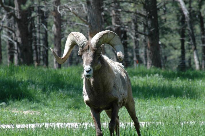 bighorn sheep - Bear Country Wildlife Park, Black Hills, SD