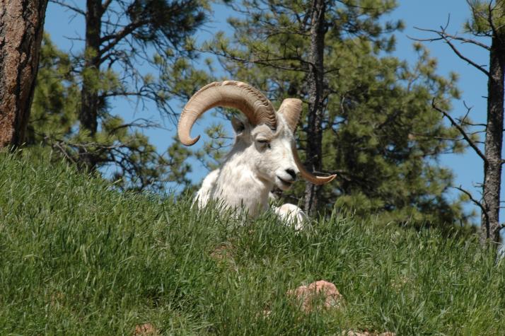 dall sheep - Bear Country Wildlife Park, Black Hills, SD