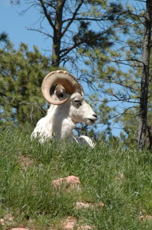 dall sheep - Bear Country Wildlife Park, Black Hills, SD