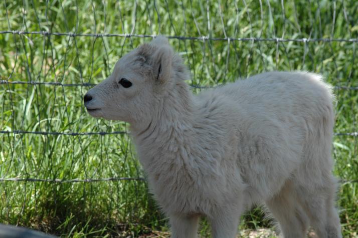 rocky mountain goat - Bear Country Wildlife Park, Black Hills, SD