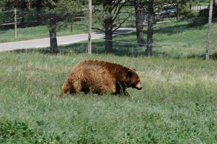 grizzly bear - Bear Country Wildlife Park, Black Hills, SD