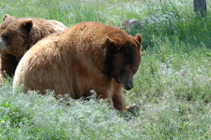 grizzly bear - Bear Country Wildlife Park, Black Hills, SD