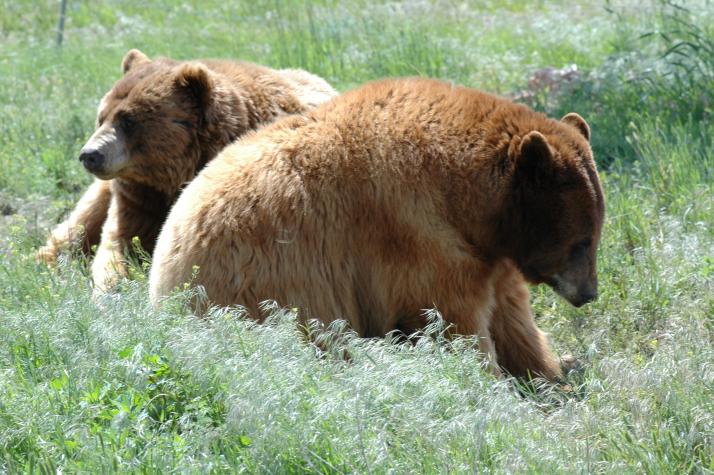 grizzly bear - Bear Country Wildlife Park, Black Hills, SD