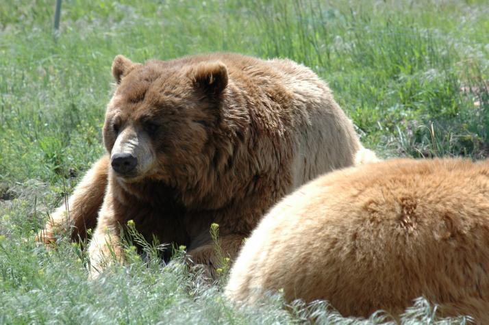 grizzly bear - Bear Country Wildlife Park, Black Hills, SD