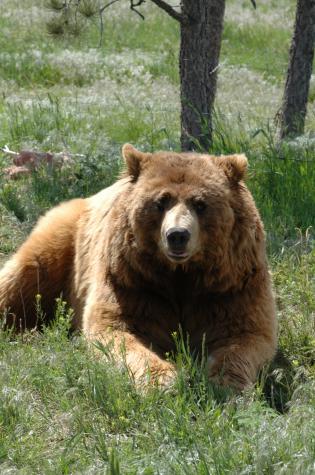 grizzly bear - Bear Country Wildlife Park, Black Hills, SD