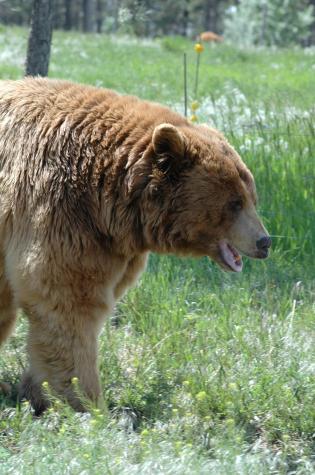 grizzly bear - Bear Country Wildlife Park, Black Hills, SD