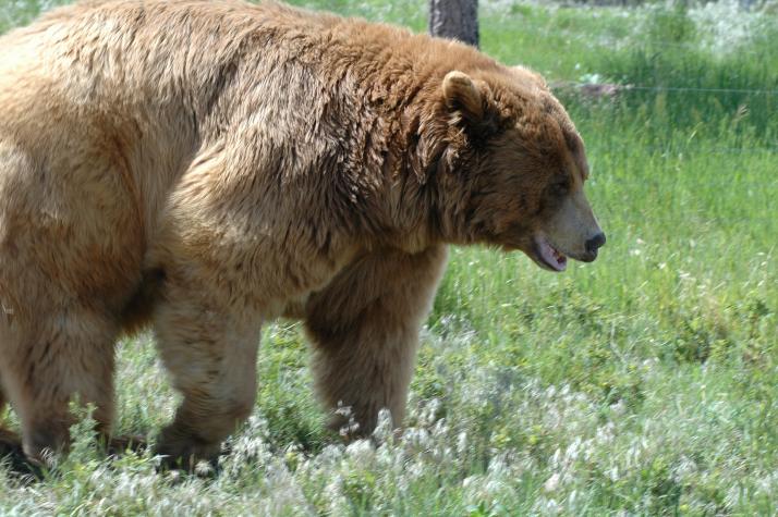 grizzly bear - Bear Country Wildlife Park, Black Hills, SD