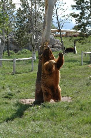 grizzly bear scratches his back - Bear Country Wildlife Park, Black Hills, SD