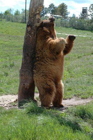 grizzly bear scratches his back - Bear Country Wildlife Park, Black Hills, SD