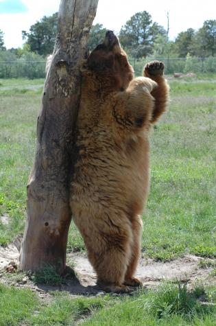 grizzly bear scratches his back - Bear Country Wildlife Park, Black Hills, SD