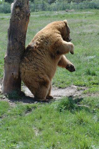 grizzly bear scratches his back - Bear Country Wildlife Park, Black Hills, SD