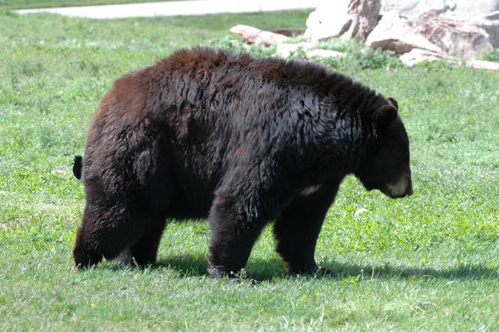 north american black bear - Bear Country Wildlife Park, Black Hills, SD