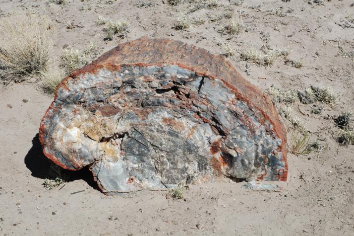 Summer '04 Road Trip - petrified forest, nm