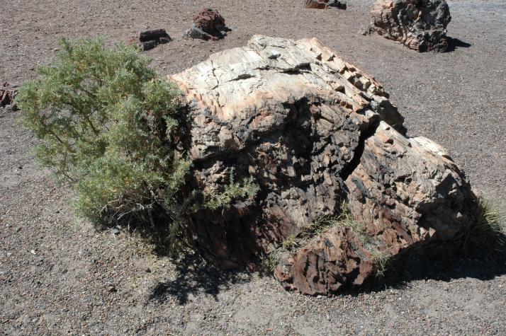 Summer '04 Road Trip - petrified forest, nm