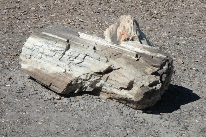 Summer '04 Road Trip - petrified forest, nm