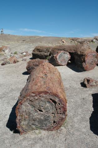 Summer '04 Road Trip - petrified forest, nm