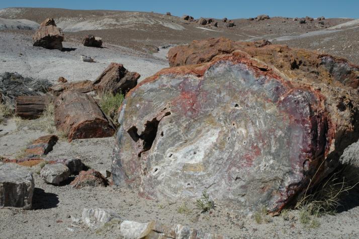 Summer '04 Road Trip - petrified forest, nm