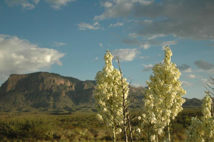 Summer '04 Road Trip - big bend national park, tx