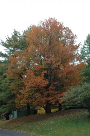 october state camp ground - Berkshires, MA